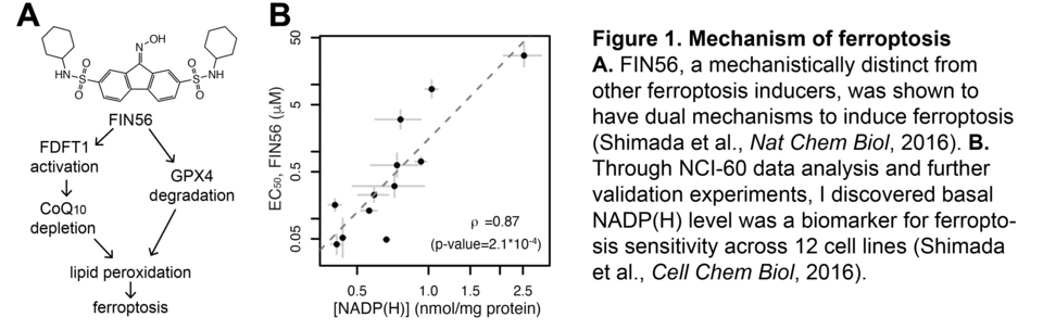 fig1 ferroptosis